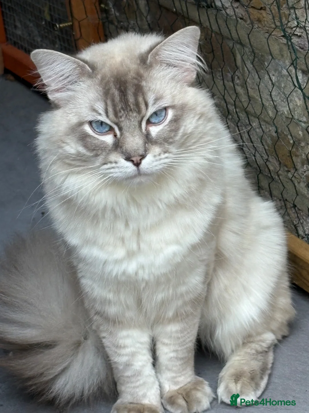 Ragdoll cats for stud: GCCF registered Ragdoll Stud  in London - Advert 2