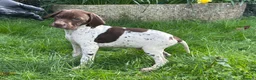 Pointer dogs for sale: English pointer puppies  in Romsey - Advert 6