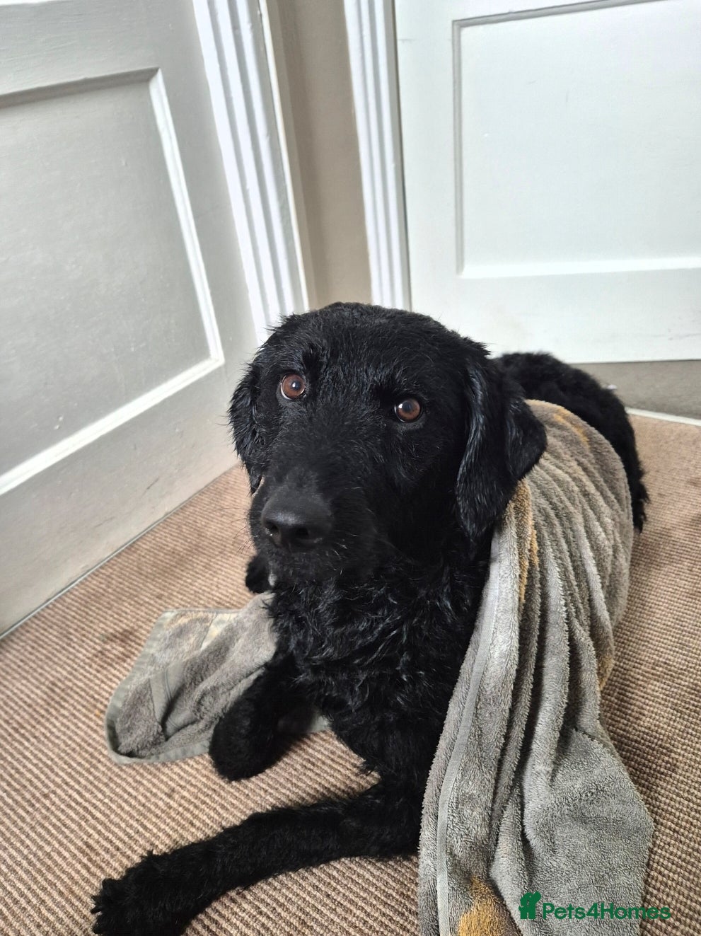 Mixed Breed dogs 2 girl & 2 boy labradoodles ready to go 11th Feb.  - Advert 1