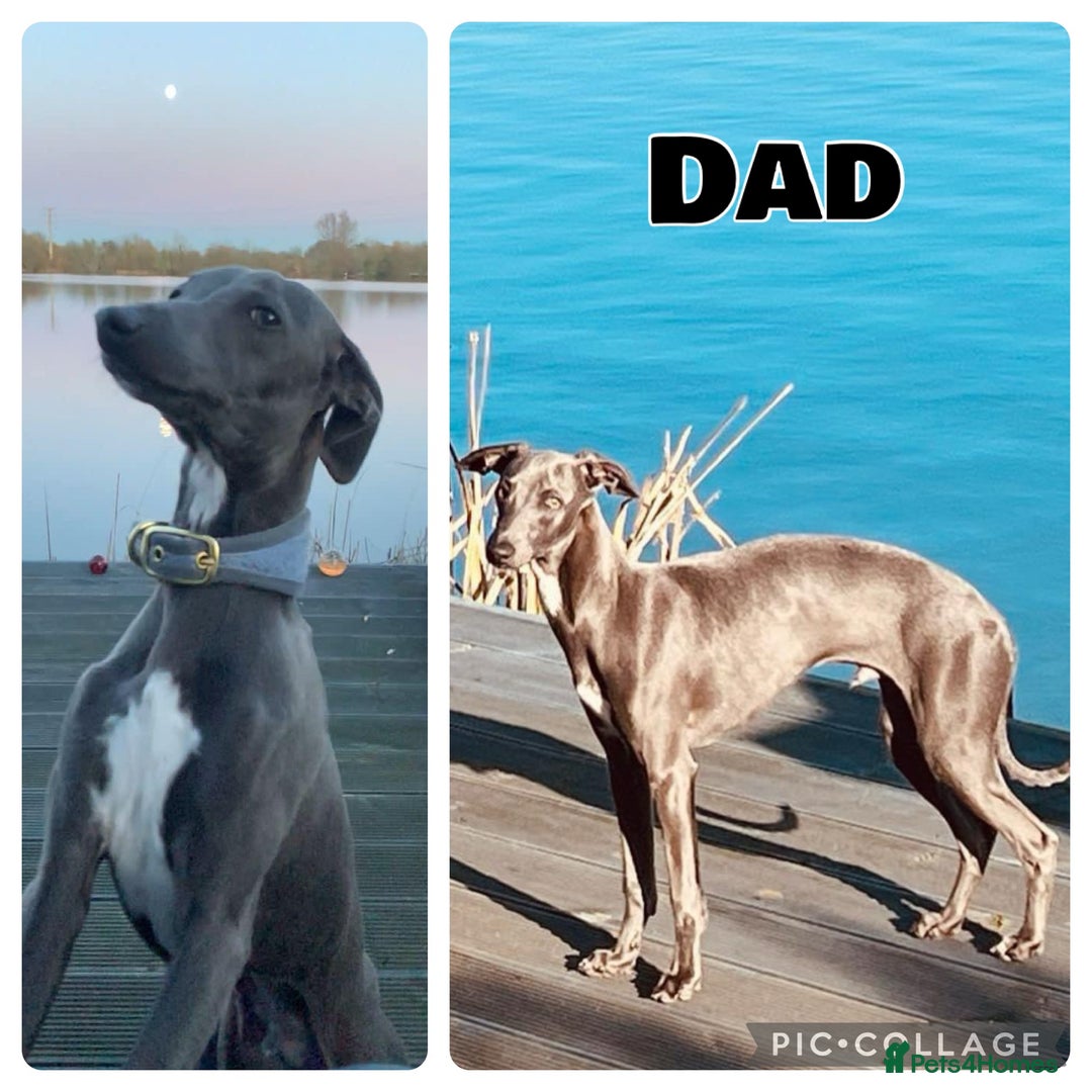Mixed Breed dogs for sale: 2 Italian Greyhound x Whippet Pups for Sale  - Image 14