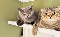 Scottish Fold cats for sale: Scottish Fold Pair ❤️ Must Stay Together! - Image 3