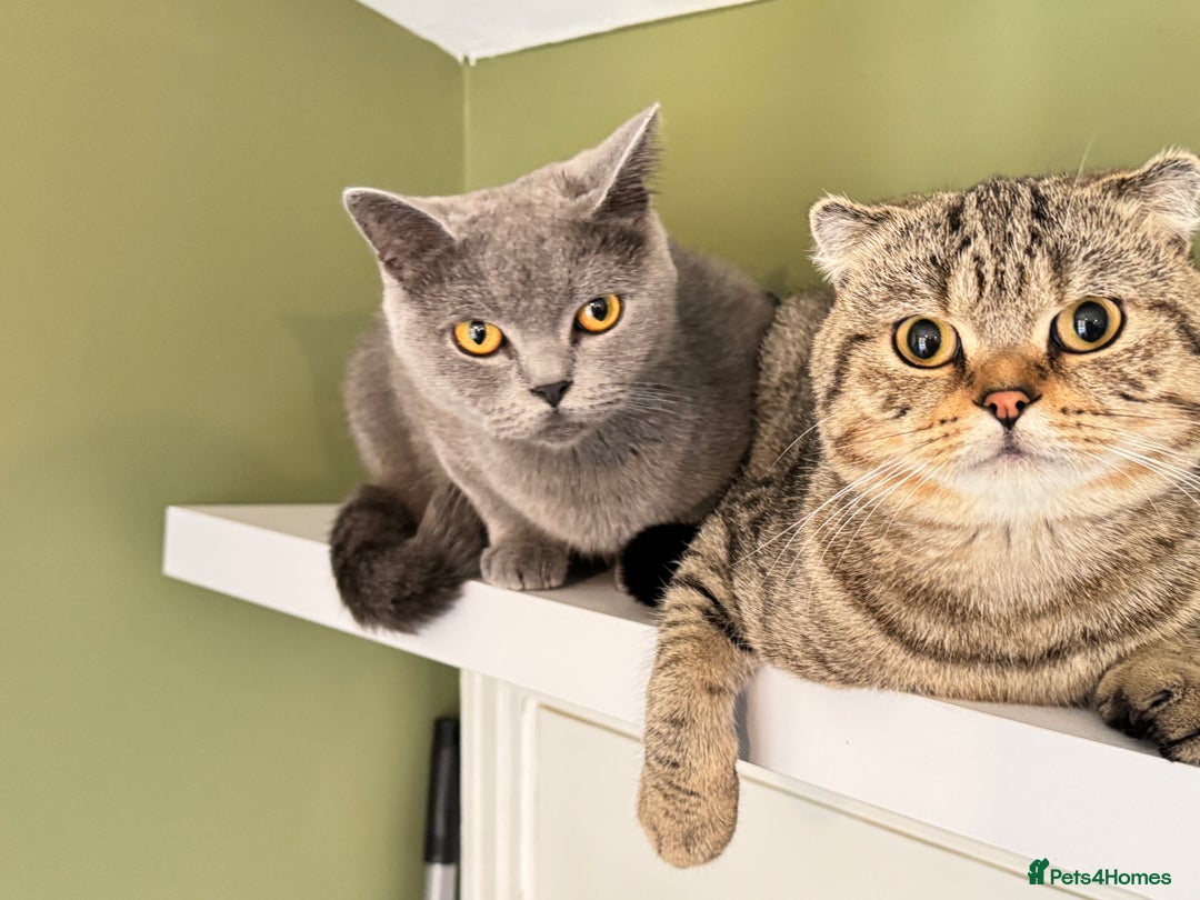Scottish Fold cats for sale: Scottish Fold Pair ❤️ Must Stay Together! - Image 3