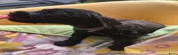 Cocker Spaniel dogs for sale: Beautiful litter of 9 working cocker spaniel pups  - Advert 8