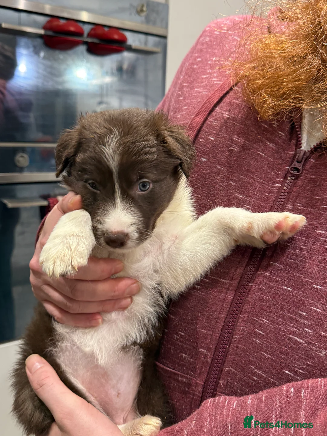 Border Collie dogs for sale: Border Collie red  - Advert 8