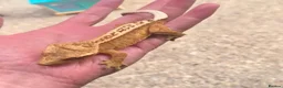 Gecko reptiles for sale: Female Crested Gecko - Advert 13
