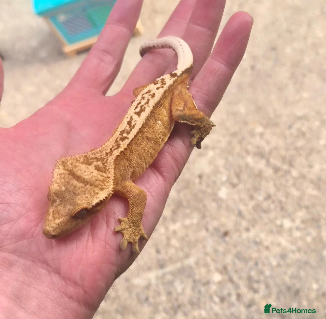 Gecko reptiles for sale: Female Crested Gecko - Advert 13
