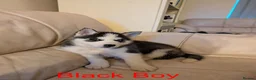 Siberian Husky dogs for sale: Beautifull Siberian Husky puppies - Advert 12