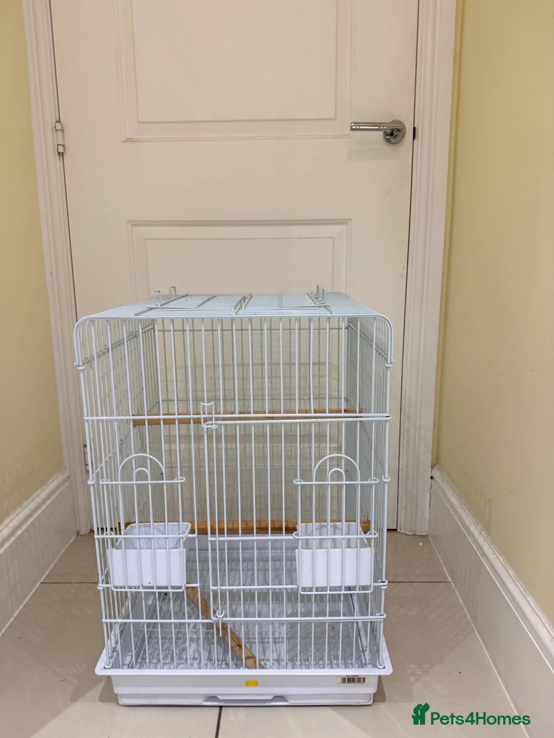 Conures birds for sale: BEAUTIFUL PINEAPPLE CONURE BIRD WITH NEW CAGE  - Advert 4