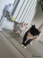 Mixed Breed cats - Advert 3