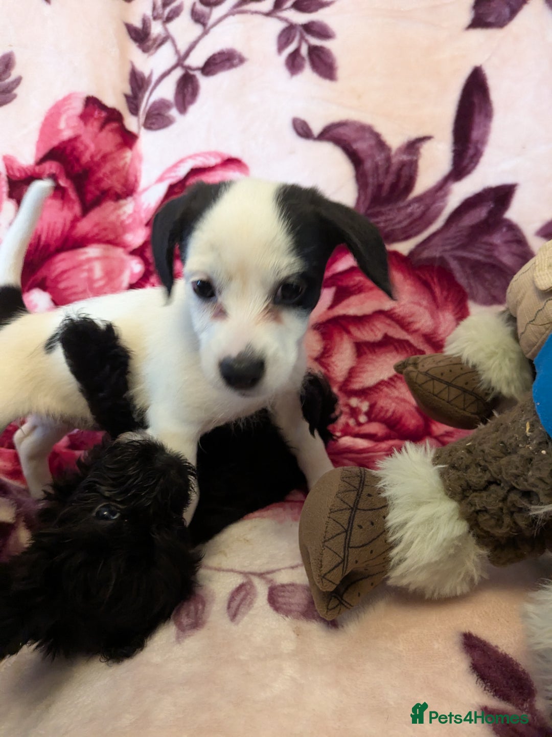 Mixed Breed dogs for sale: F1b cockapoo - Image 4