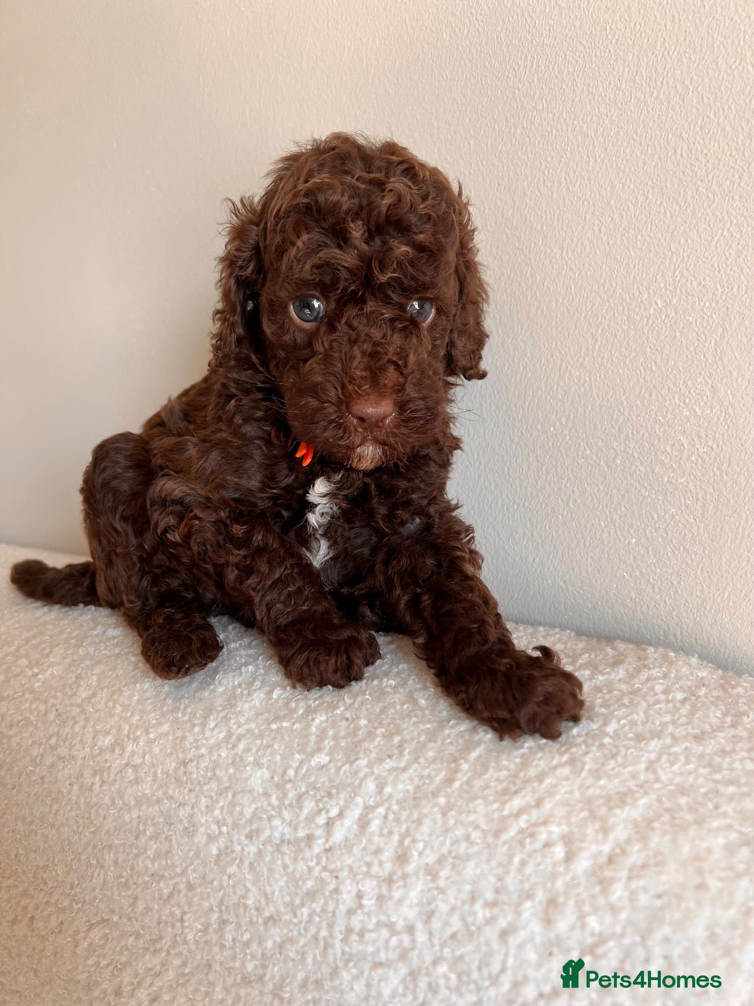 Miniature Poodle dogs 🤎 BEAUTIFUL CHOCOLATE MINIATURE POODLE BOYS 🤎 - Advert 16