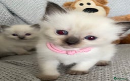 Ragdoll cats for sale: GCCF Ragdoll Kittens - Image 14