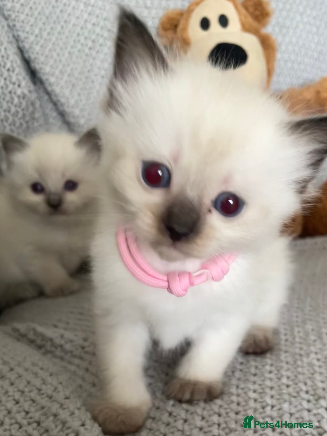 Ragdoll cats for sale: GCCF Ragdoll Kittens - Image 14