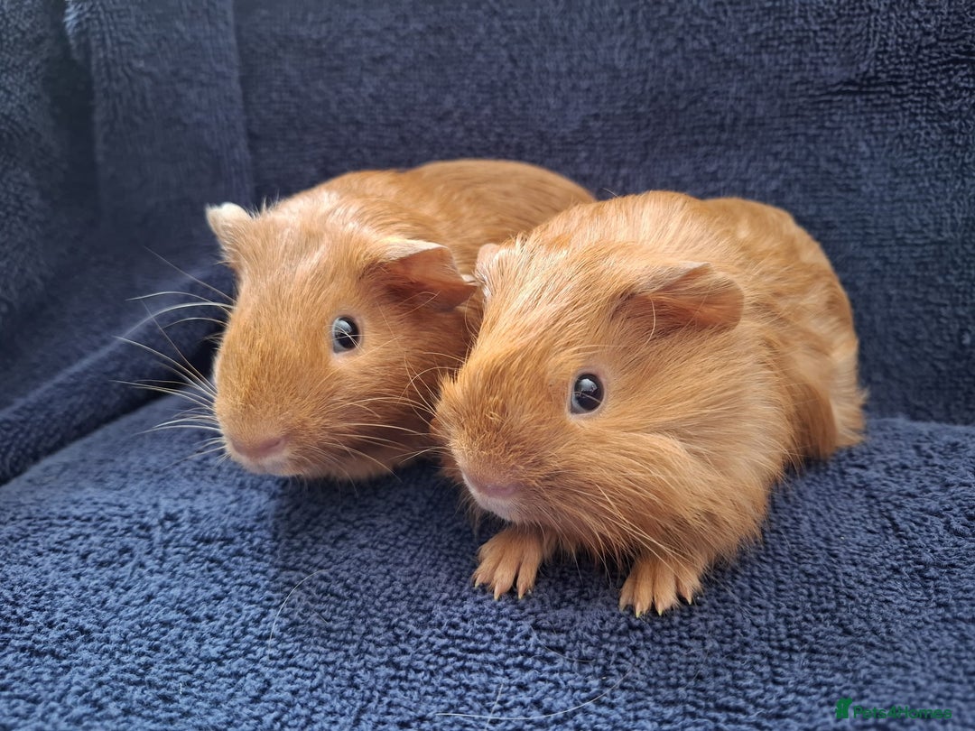 Guinea Pig rodents for sale: Baby Boy Pair  - Image 4