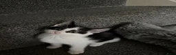 Mixed Breed cats for sale: 5 lovely kittens for sale  - Advert 40
