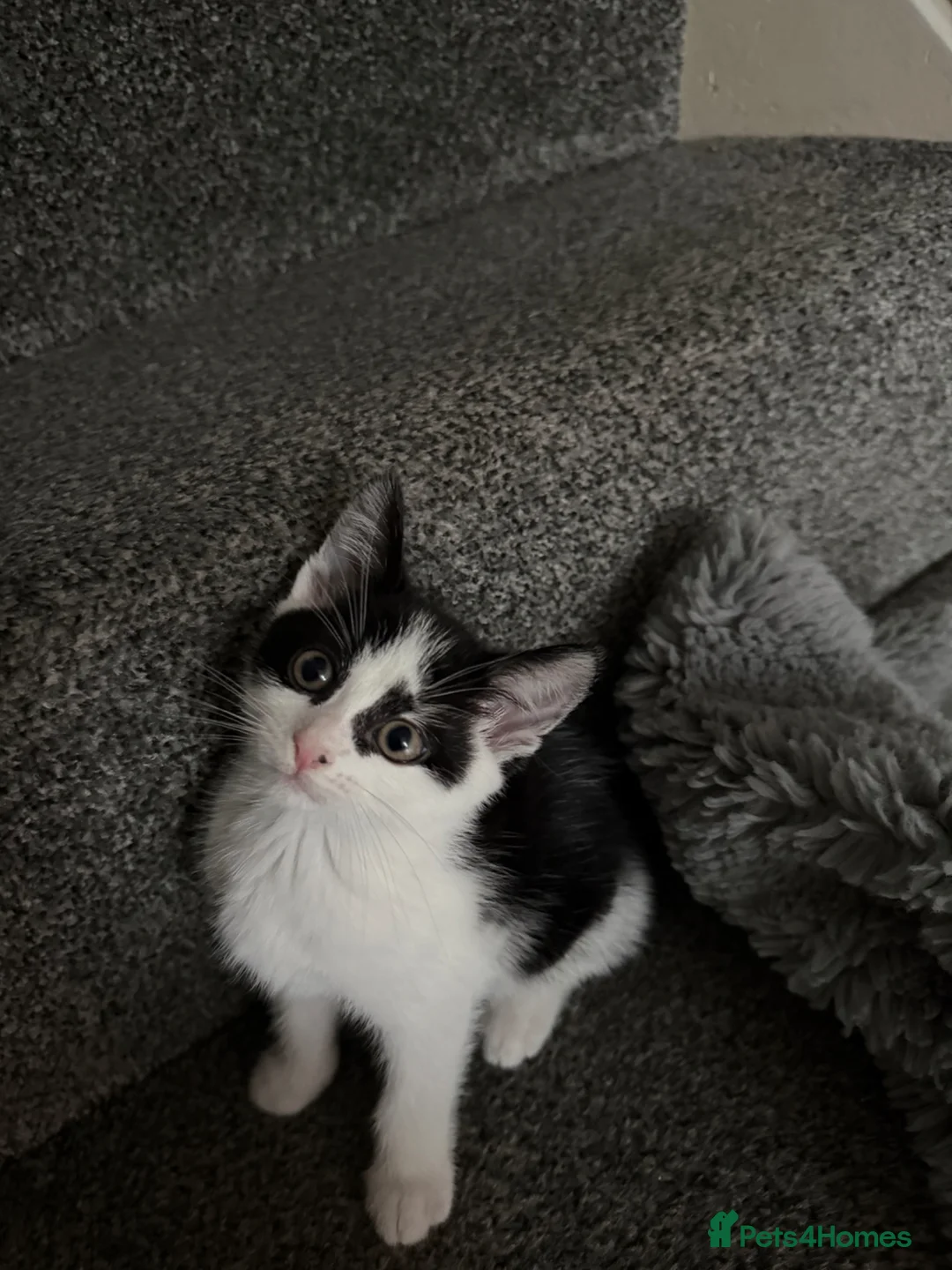 Mixed Breed cats for sale: 5 lovely kittens for sale  - Advert 40
