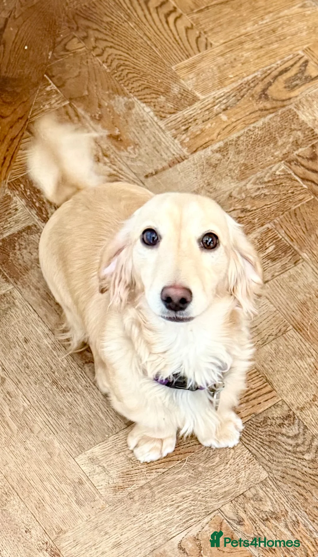 Miniature Dachshund dogs for sale: Two year old beautiful kc registered cream girl - Advert 13