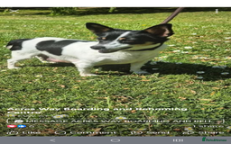 Mixed Breed dogs for sale: Jack Russell x dashhound - Image 4