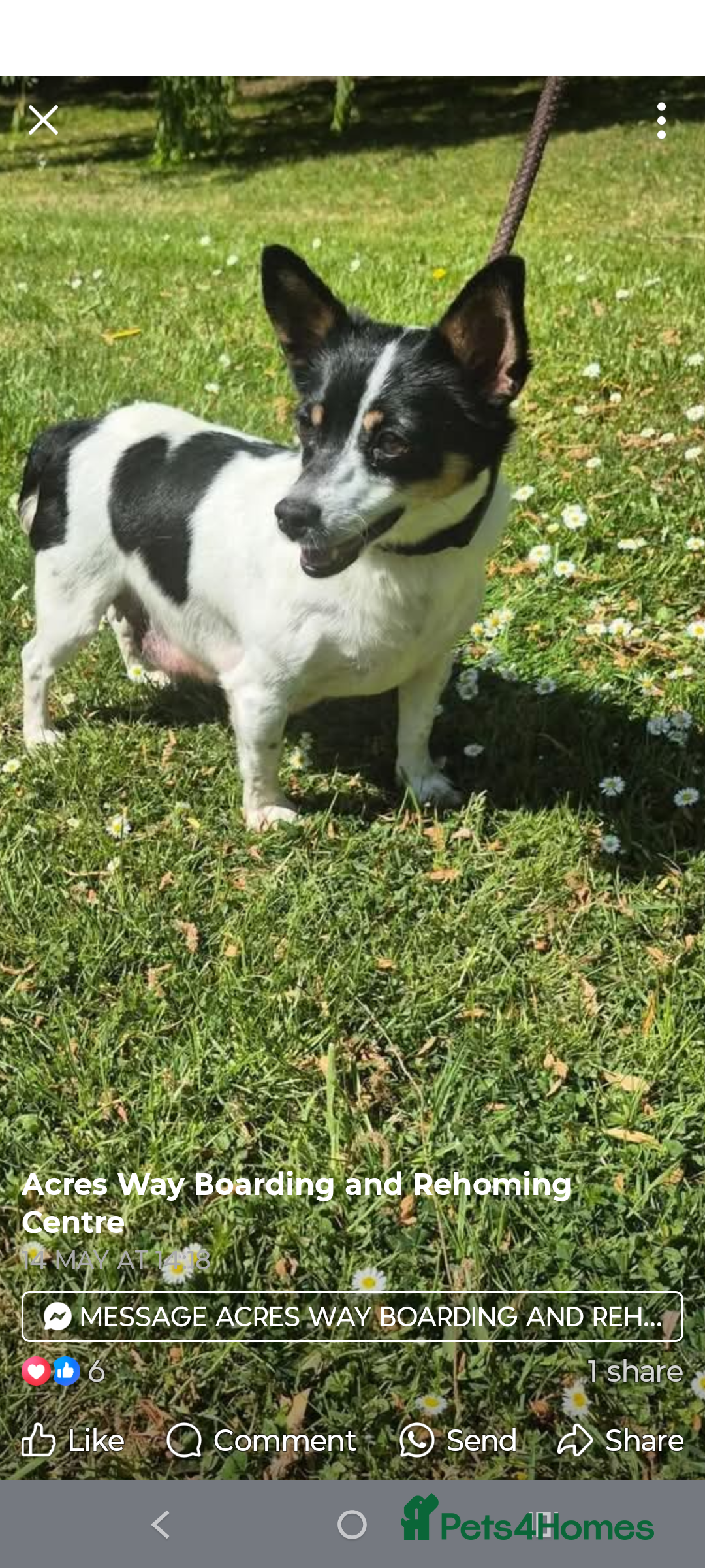 Mixed Breed dogs for sale: Jack Russell x dashhound - Image 4