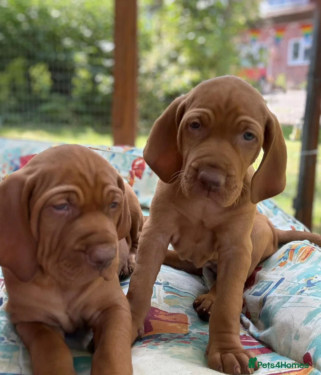 Hungarian Vizsla dogs for stud: KC registered, World Champion blood line stud.  - Advert 20