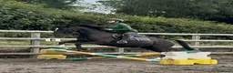 British Warmblood horses for sale: Beautiful black warmblood mare with golden temp - Advert 2