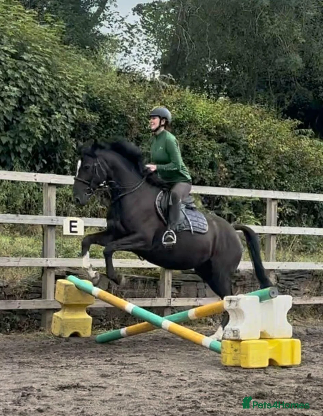 British Warmblood horses for sale: Beautiful black warmblood mare with golden temp - Advert 2