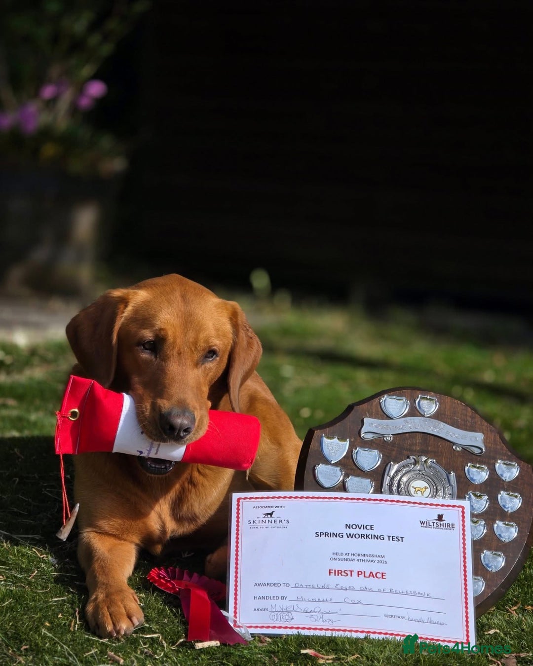 Labrador Retriever dogs for sale: Fox Red Labrador Puppies  - Image 10