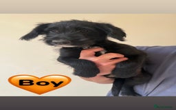 Mixed Breed dogs for sale: READY FOR HOMES - BorderCollieXLabradoodle Puppies in Oswestry - Image 4