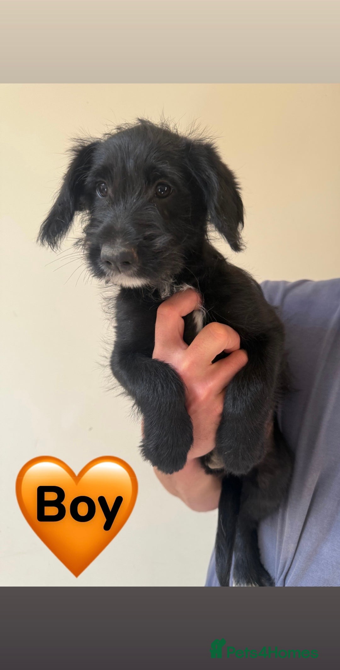 Mixed Breed dogs for sale: READY FOR HOMES - BorderCollieXLabradoodle Puppies in Oswestry - Image 4