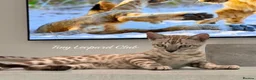 Bengal cats for sale: Two Kittens Left! Full Pedigree Snow TICA Bengals - Advert 7