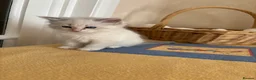 Siberian cats for sale: Beautiful Siberian kittens registered GSSF. - Advert 2