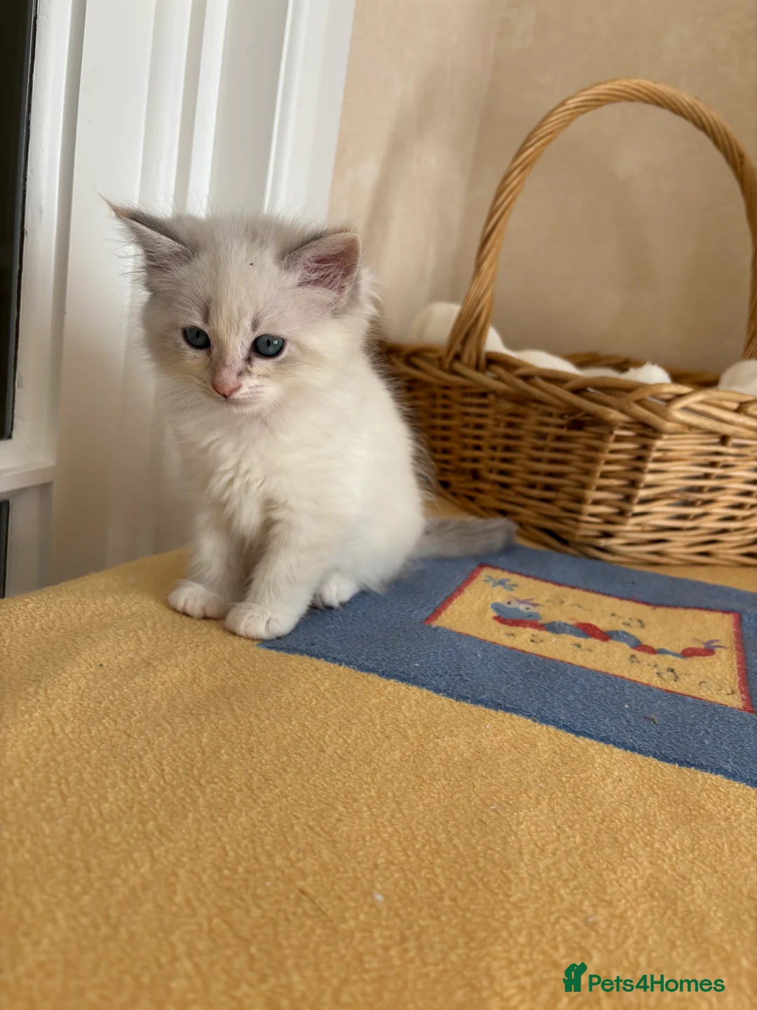 Siberian cats for sale: Beautiful Siberian kittens registered GSSF. - Advert 2