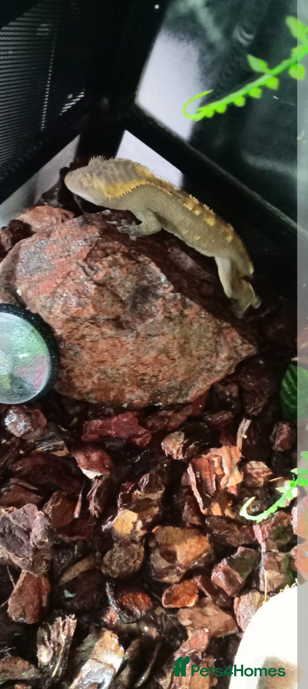 Bearded Dragon reptiles for sale: 3 crested geckos and enclosure. - Advert 2