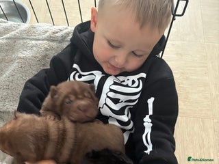 Shar Pei dogs - Advert 1