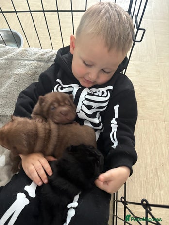 Shar Pei dogs - Advert 1