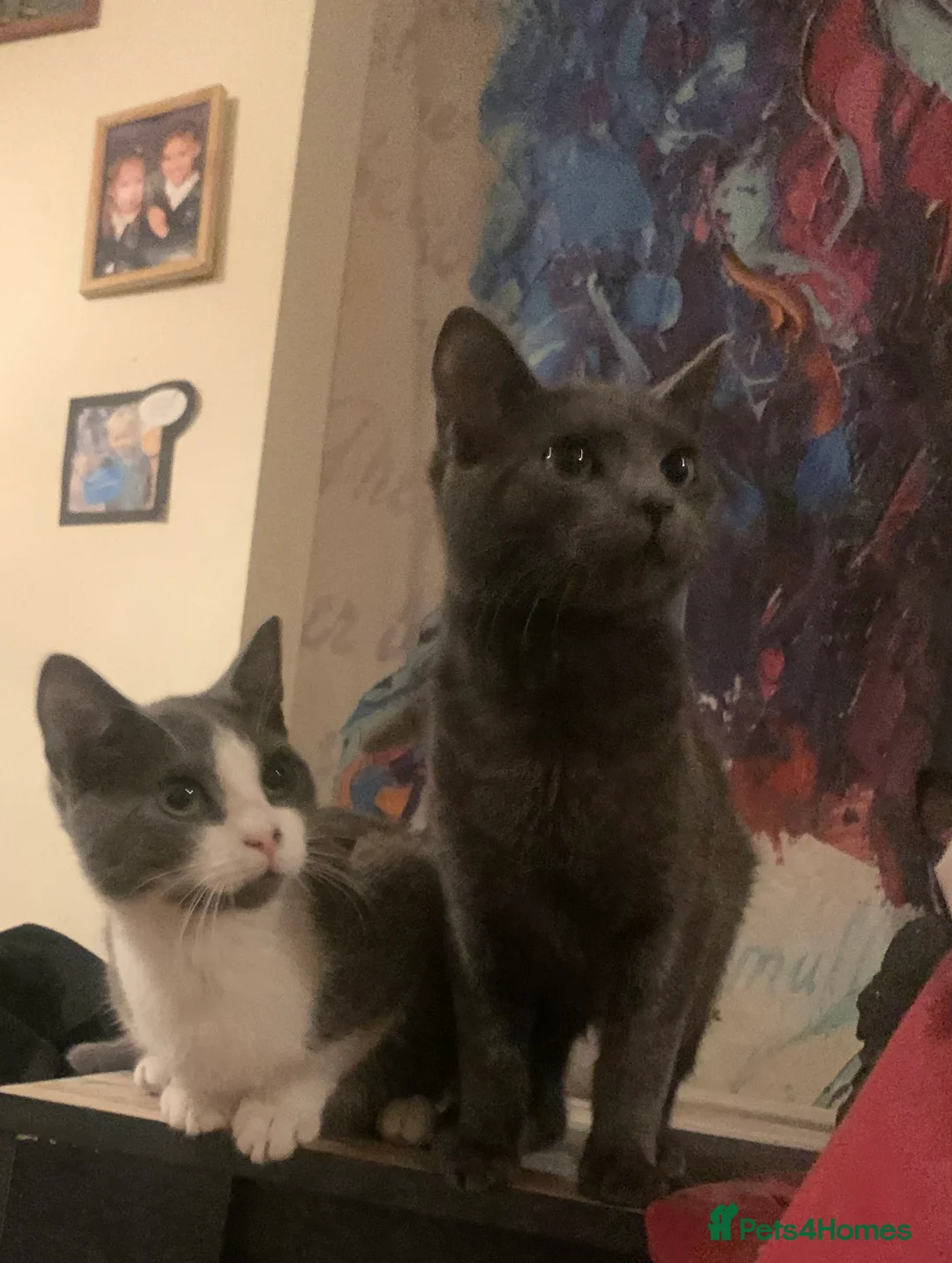 Mixed Breed cats for sale: Youngsters looking for home - Advert 29