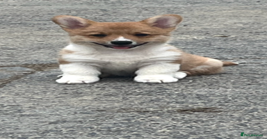 Welsh Corgi Pembroke dogs - Advert 7