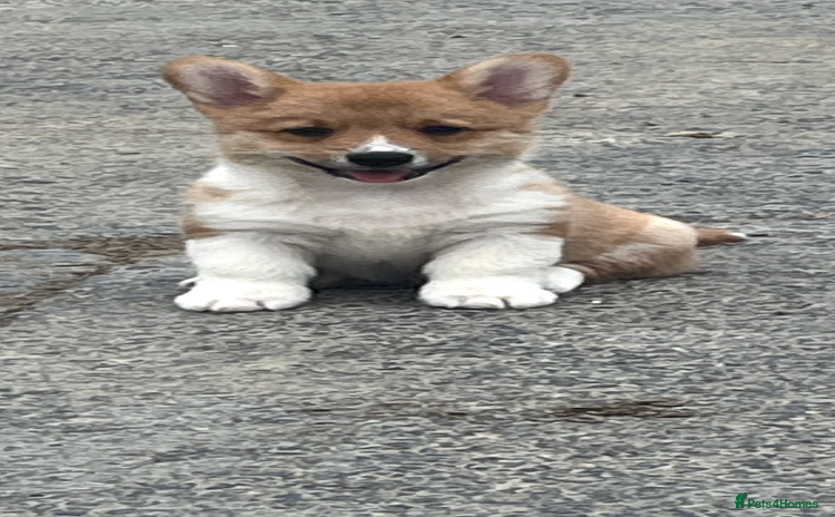 Welsh Corgi Pembroke dogs - Advert 5