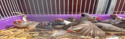 Finches birds for sale: Beautiful Young Zebra Finch Pairs  in Sheffield - Advert 6