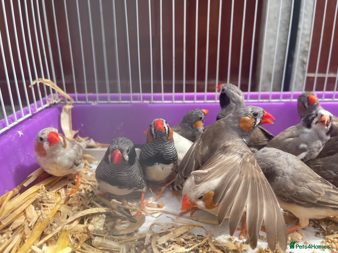 Finches birds for sale: Beautiful Young Zebra Finch Pairs  in Sheffield - Advert 6