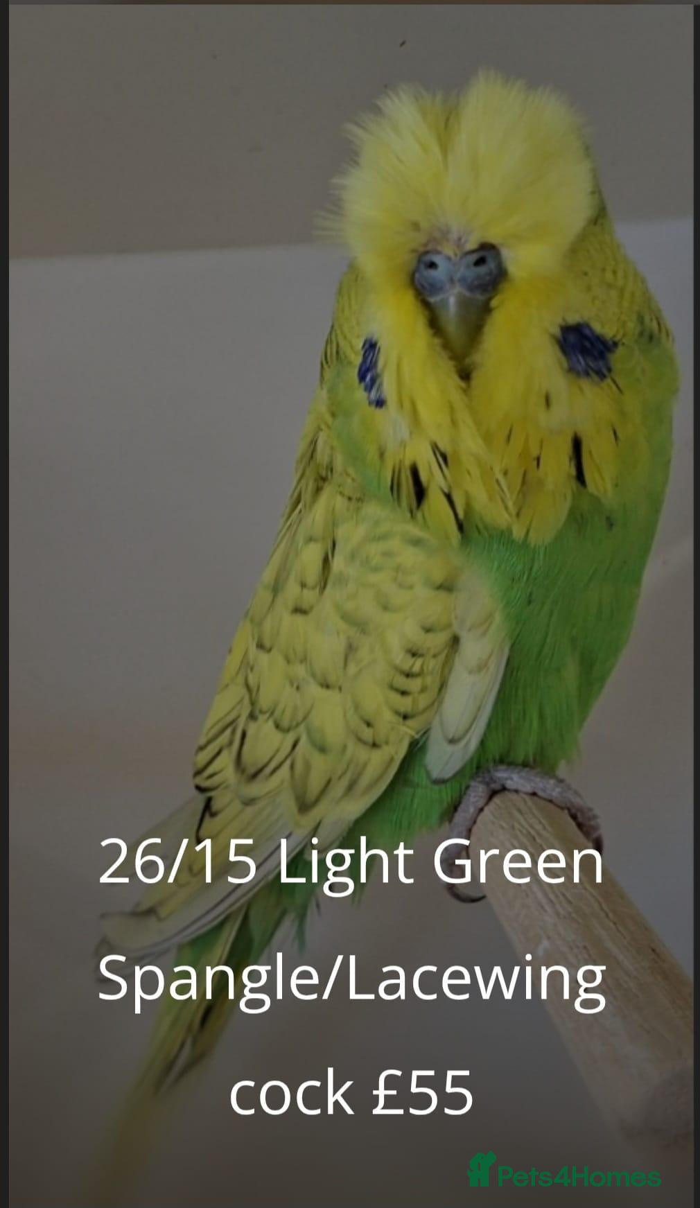 Budgerigars birds Exhibition Budgies for Sale  - Advert 4