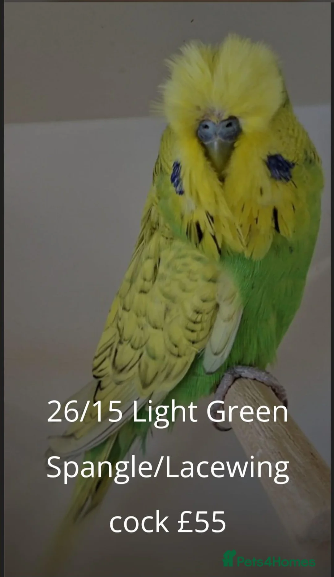 Budgerigars birds for sale: Exhibition Budgies for Sale  - Advert 1