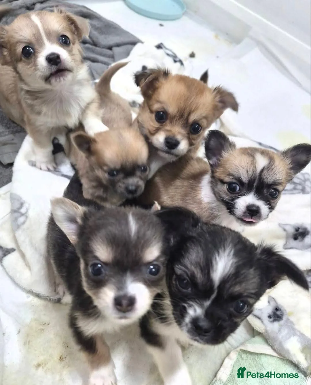 Chihuahua dogs for sale: Pure Chihuahua puppies  - Advert 33