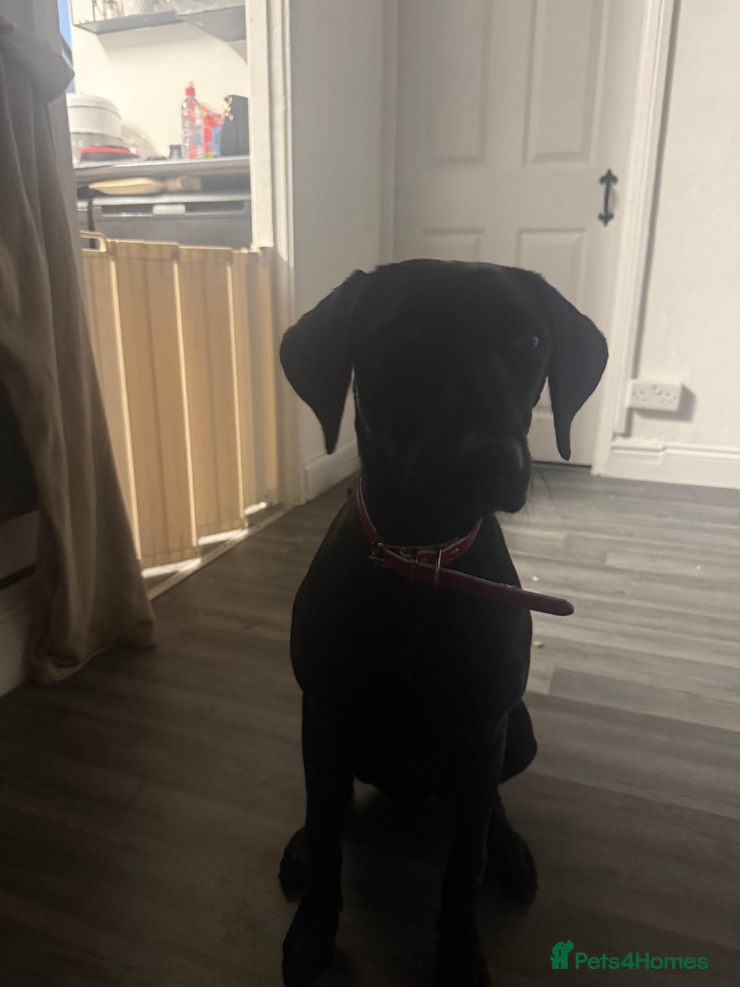 Mixed Breed dogs for sale: 6 month old lab cross puppy  - Image 1
