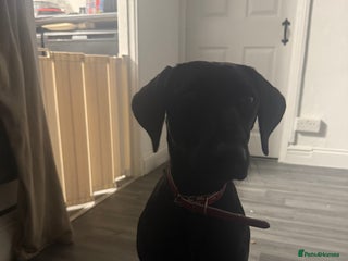 Mixed Breed dogs for sale - Advert 1