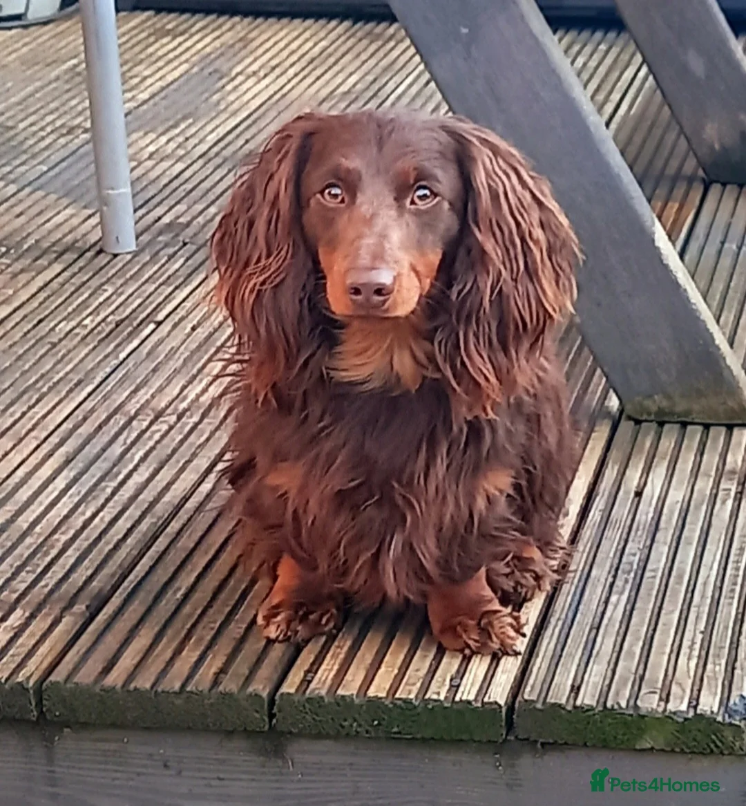 Dachshund dogs for stud: Dash  - Advert 1