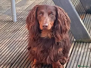 Dachshund dogs Dash - Advert 12