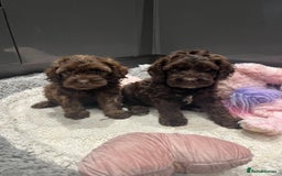 Cockapoo dogs for sale: Beautiful F1 Cockapoo puppies  - Image 3