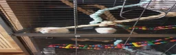 Rat rodents for sale: 2 gorgeous Dwarf rats  in Sheffield - Advert 4