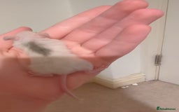 Rat rodents for sale: African soft fured rats babies and adults for sale - Image 4